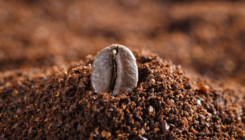 Coffee Seed Powder