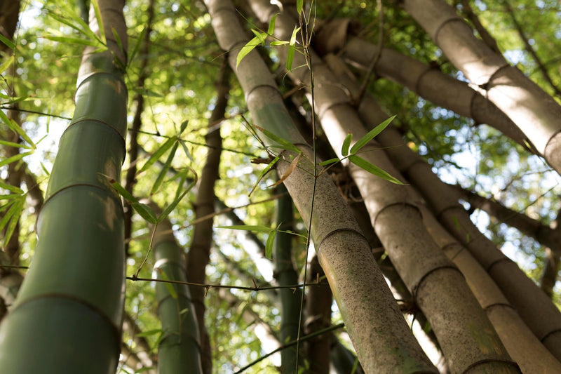 Bamboo