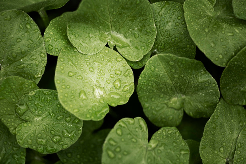 Cica extract (Centella Asiatica)
