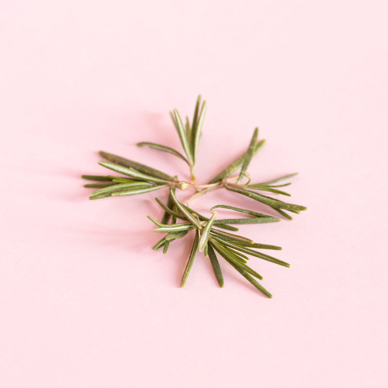 Rosemary extract